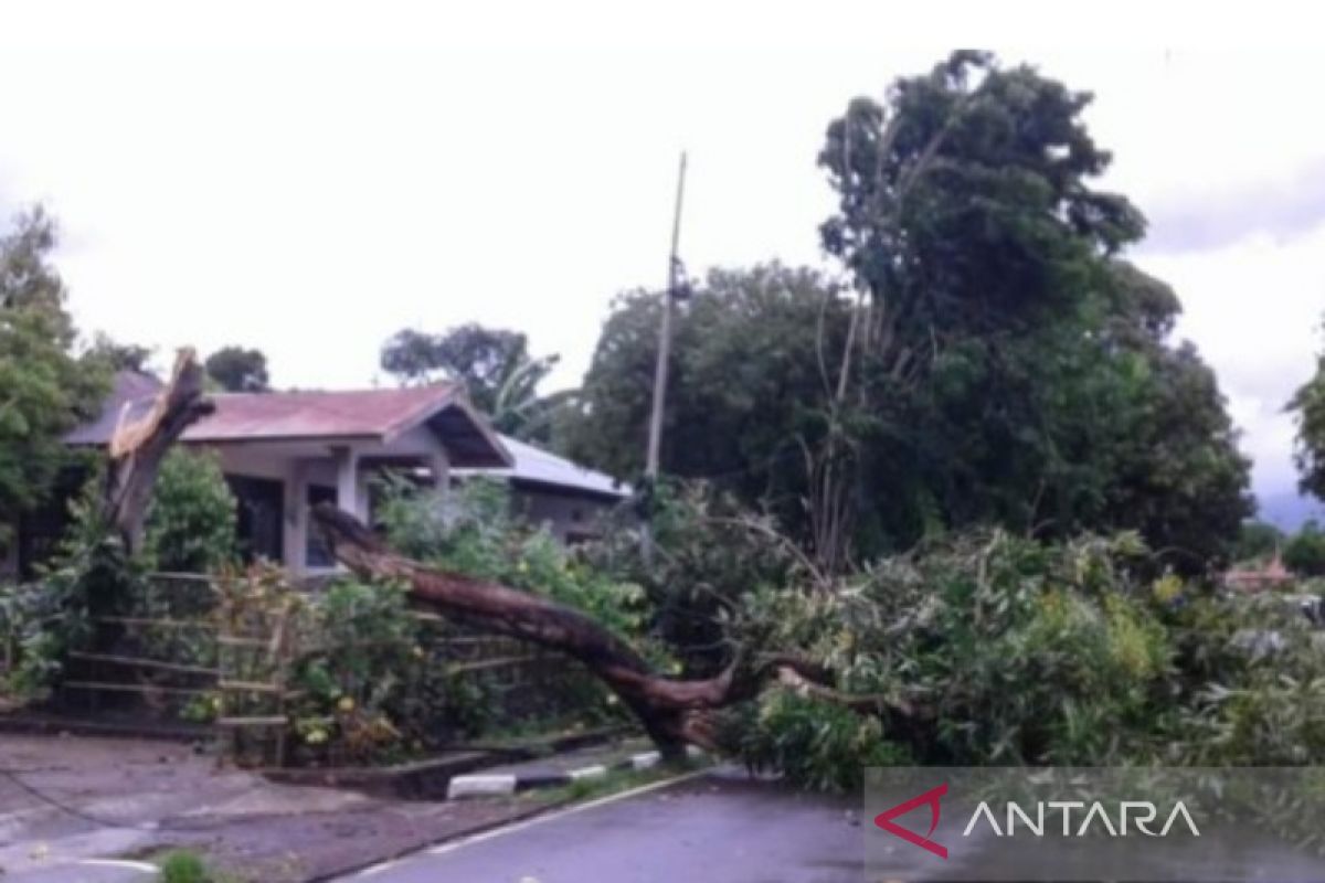 Tekanan rendah picu angin kencang di NTT