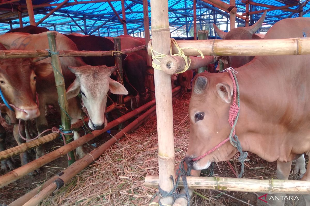 Ratusan  petugas memonitor lapak hewan kurban di Karawang