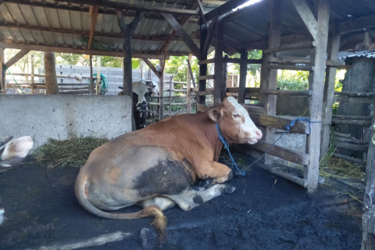 6.201 ternak terkena wabah kuku mulut di Lombok Tengah sembuh