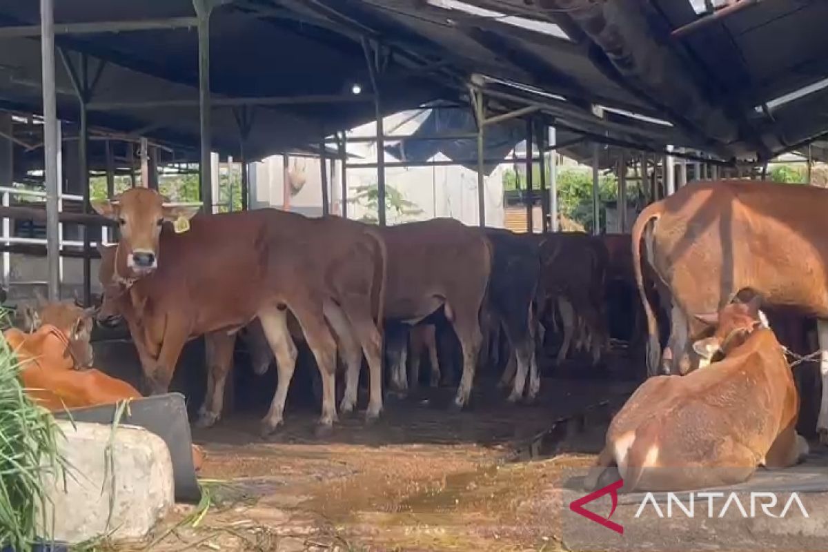 Pemkot Bogor berusaha pulihkan distribusi sapi dan kambing jelang Idul Adha