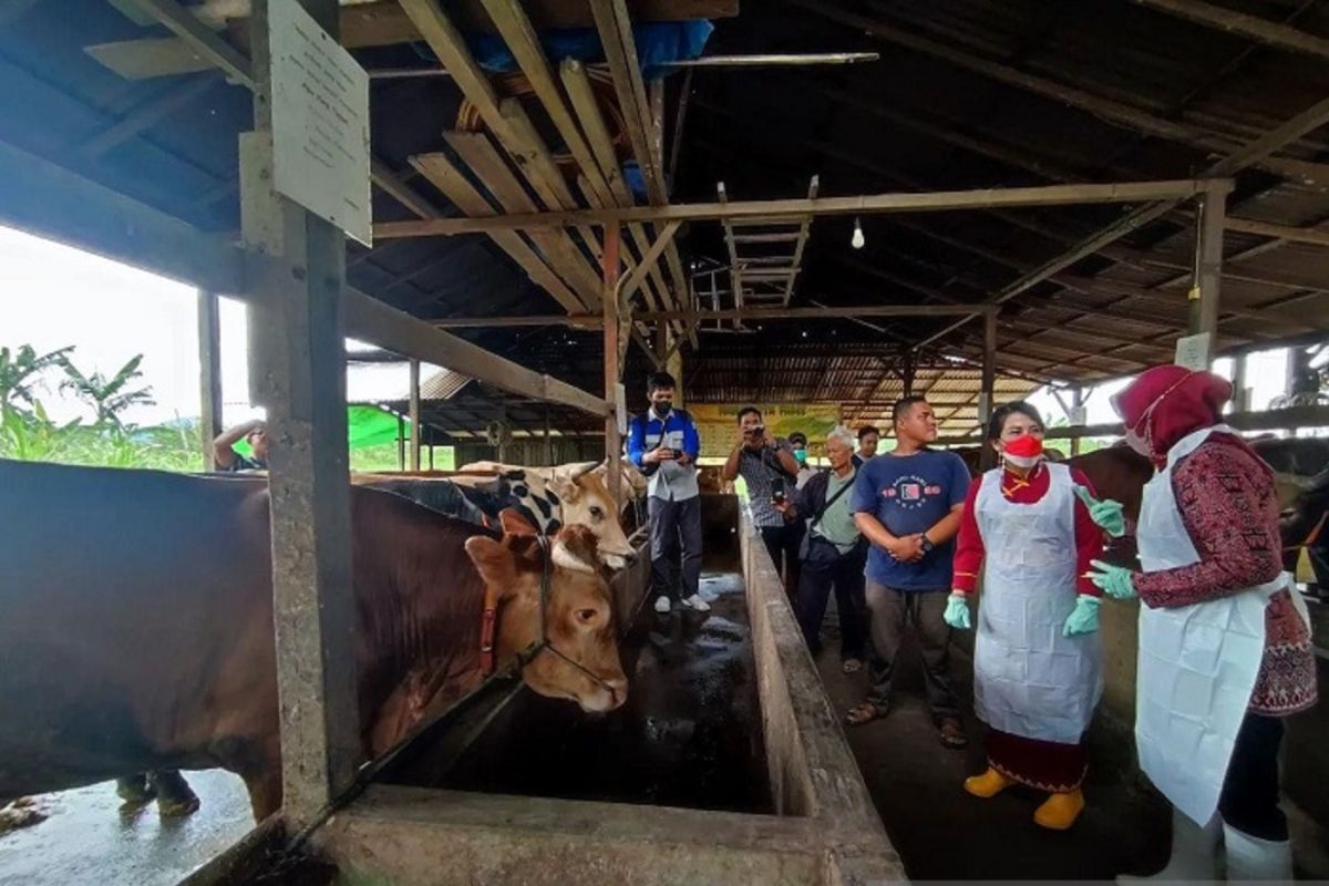 Singkawang cegah PMK pada ternak dengan Biosecurity