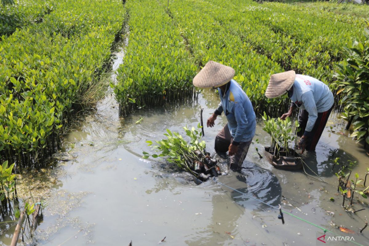BRGM akan merehabilitasi 11.000 hektare kawasan mangrove tahun ini
