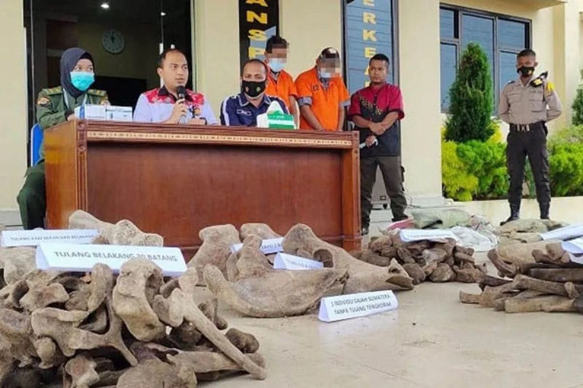 Polisi tangkap penjual tulang-belulang gajah di Aceh