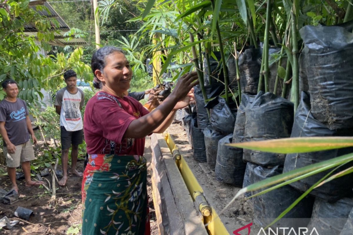 Mama-mama memelopori upaya pelestarian bambu di NTT