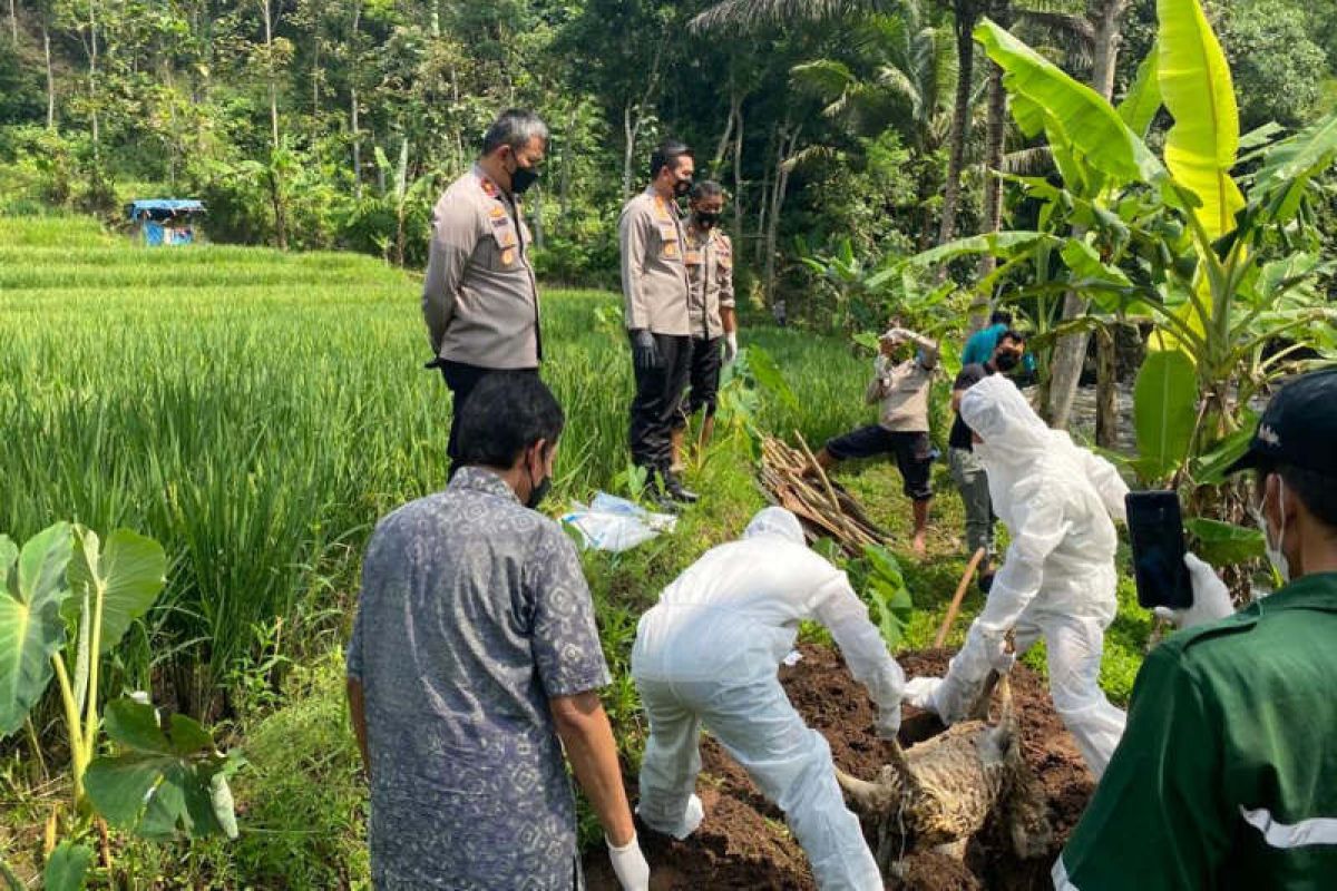 Puluhan bangkai kambing di Kali Serang dikhawatirkan cemari sungai