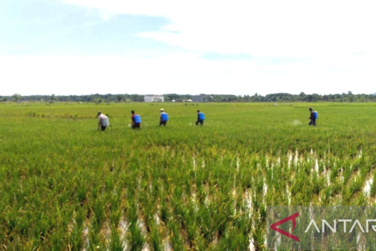 BPTPH Kalsel terus tangani virus tungro serang 1.683 hektare lahan padi