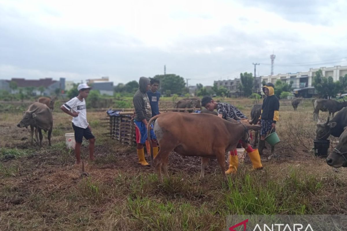 Kabupaten Bone pasok sapi kurban ke Kota Makassar