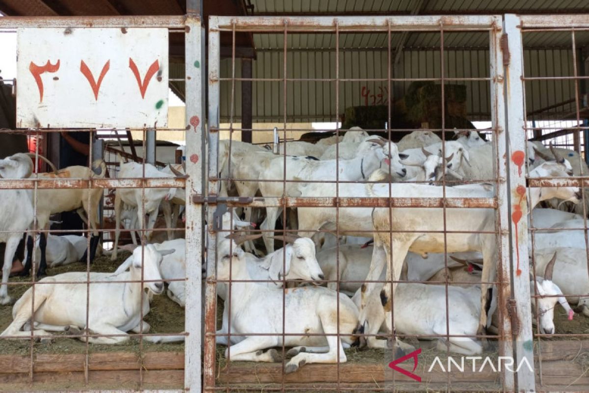 Berburu kambing dam di Pasar An'am Mekkah