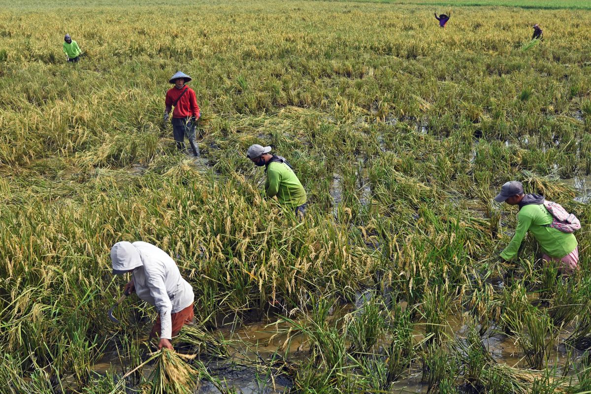 BPS: Nilai Tukar Petani Sumut naik 1,64  persen pada Maret 2023