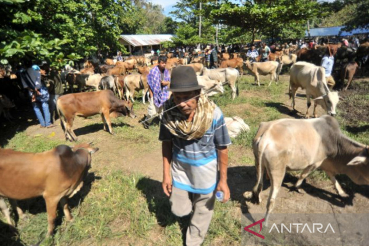 Angka pemotongan hewan kurban di Padang Pariaman diprediksi menurun