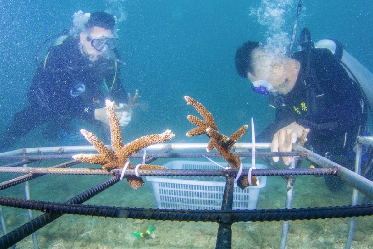 Kementerian Ekologi: China capai kemajuan nyata dalam konservasi laut