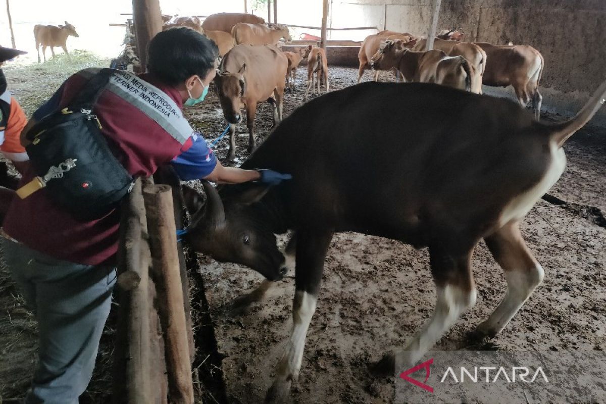 Central Kalimantan receives 2,700 FMD vaccine doses for first phase
