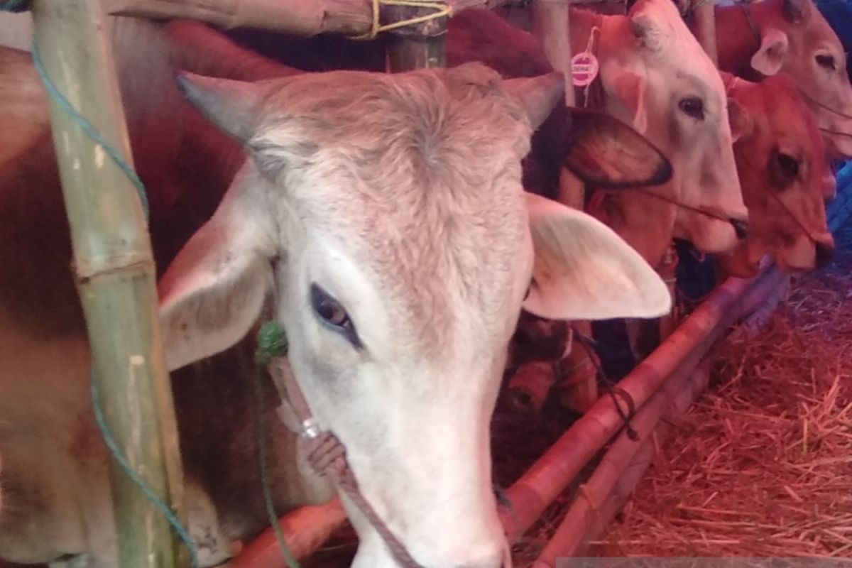 Dedi Mulyadi apresiasi ganti rugi sapi yang dimusnahkan akibat PMK