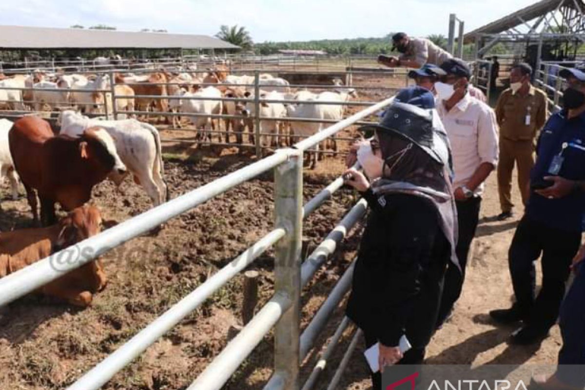 Kalsel dapat 4.200 vaksin tangkal penyakit mulut dan kuku pada sapi