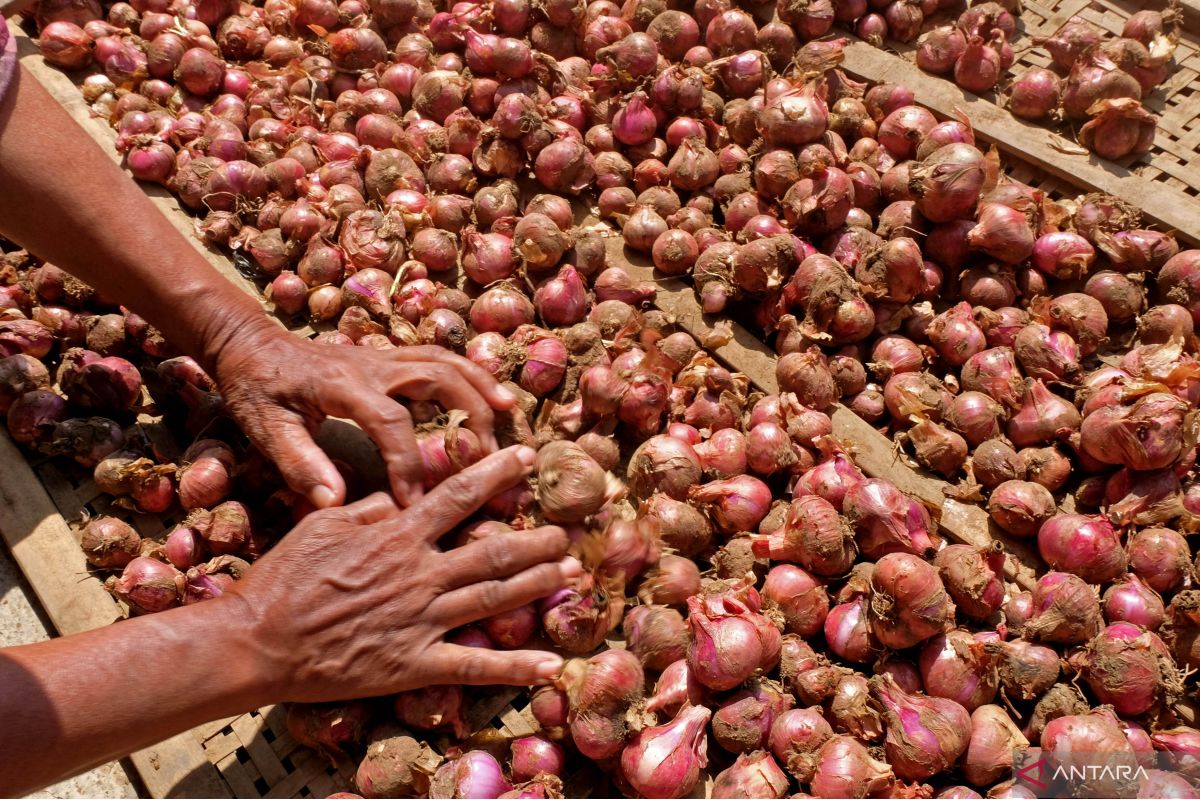 Jelang Idul Adha, harga bawang merah di Situbondo tembus Rp80.000/kilogram