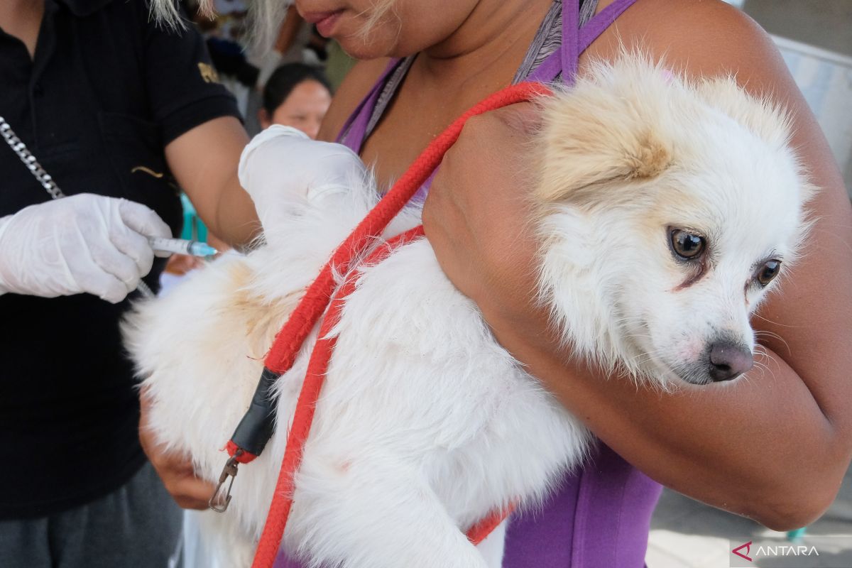 Pemprov Bali siapkan 650 ribu vaksin rabies