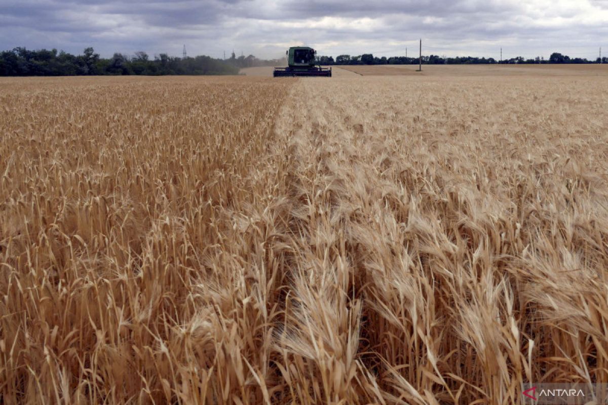 Turki, Prancis bahas ekspor gandum Ukraina