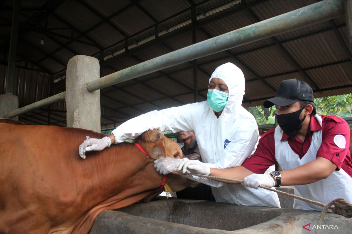 Disnak Sukabumi distribusikan 3.400 dosis vaksin PMK