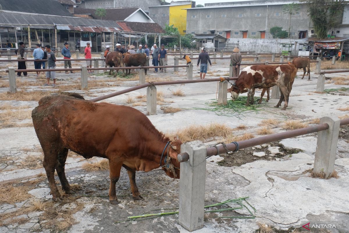 Kemenperin cetuskan inovasi olah darah sapi jadi pupuk organik cair