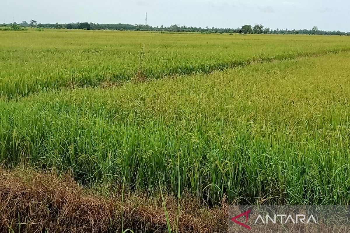 Kabupaten Penajam awasi ketat lahan tanaman padi dengan pindahnya IKN