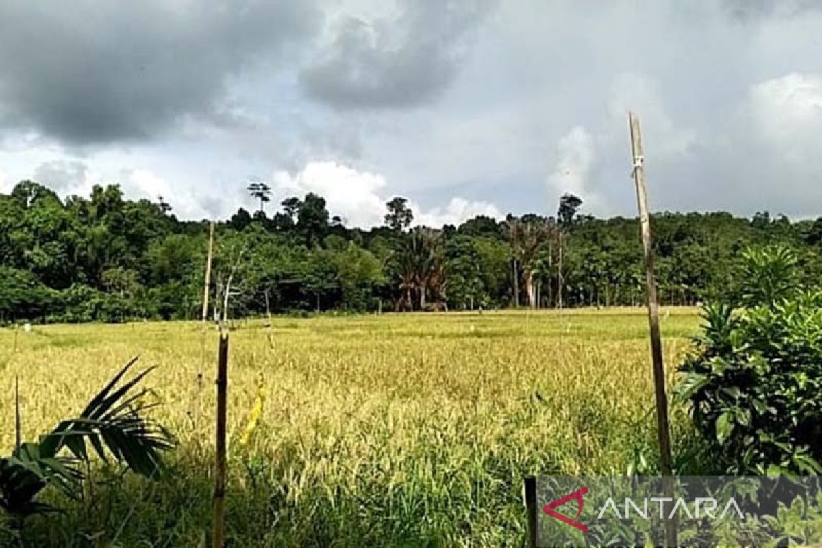 Petani resahkan hama burung pipit