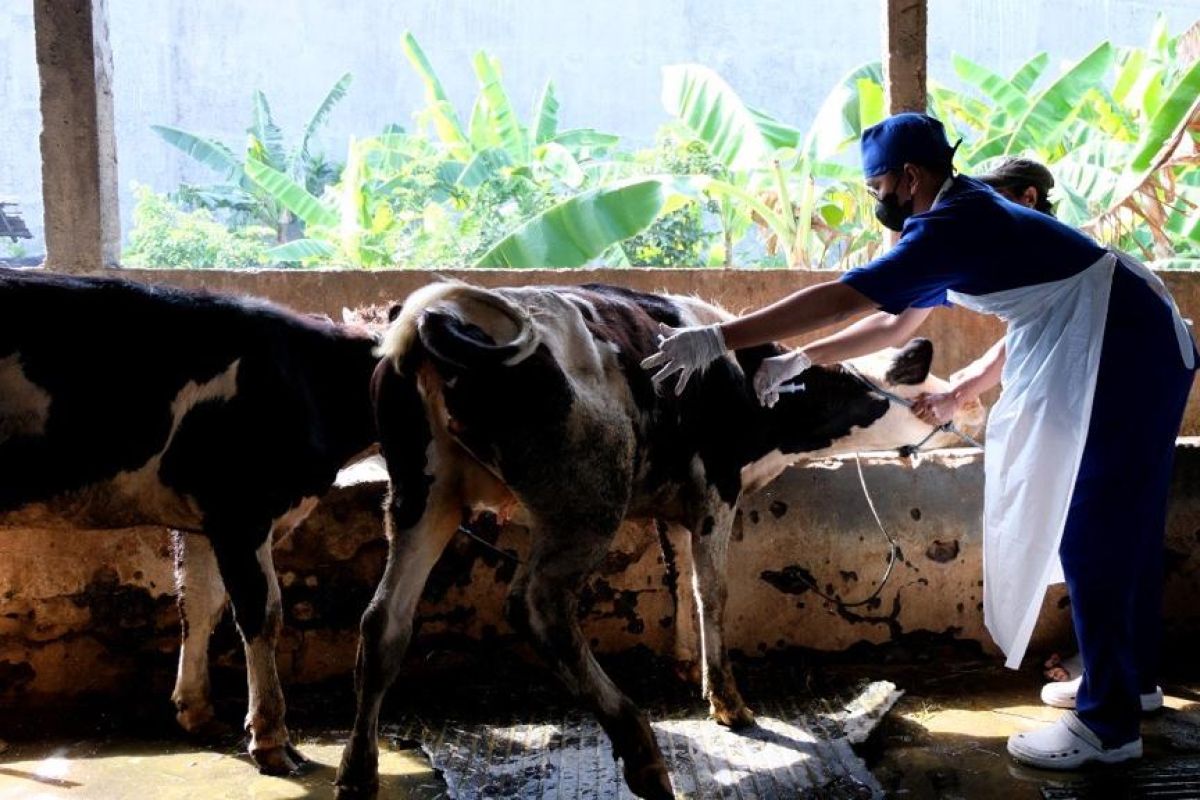 Surabaya prepares to vaccinate 100 cows against FMD