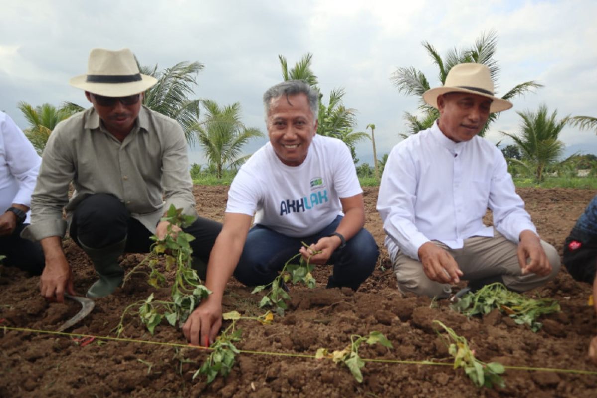 Program kemitraan ubi jalar di Jember buka potensi pasar Jepang