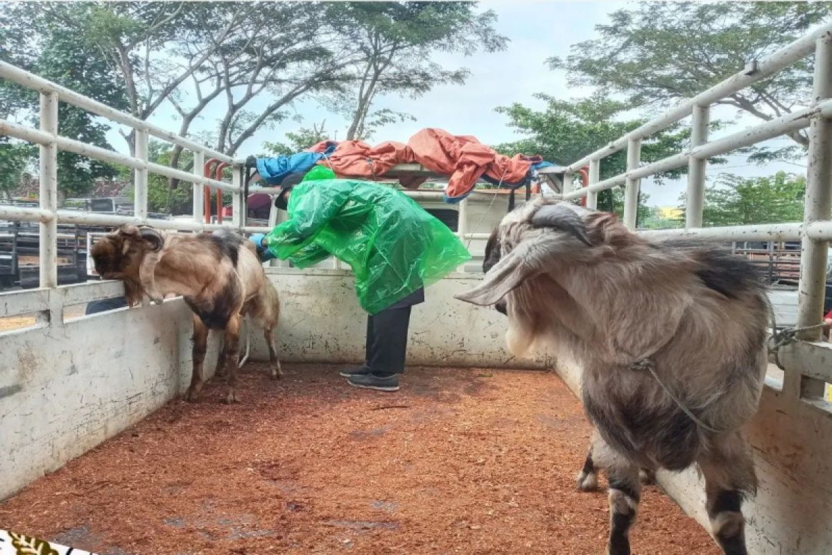 Rajendra Farm Kulon Progo batasi hewan kurban disembelih 1.200 ekor