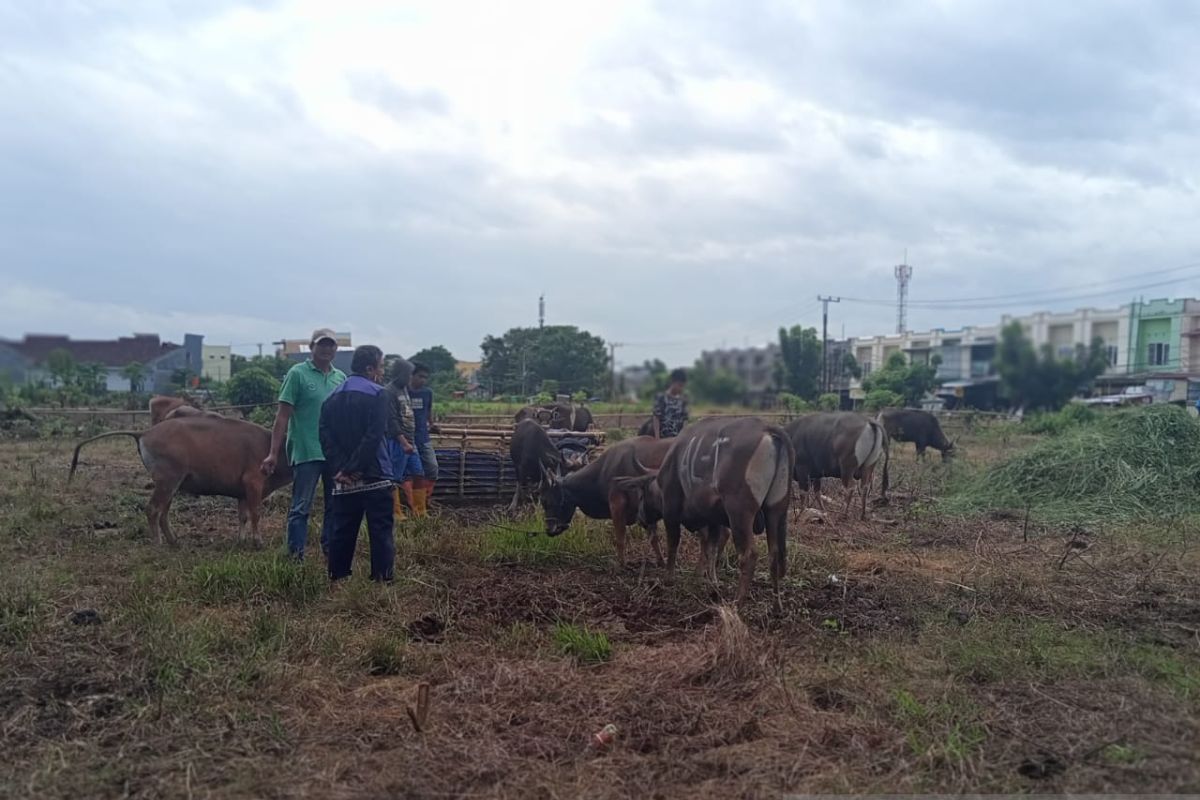 Kemenag terbitkan edaran pelaksanaan kurban 1443 H