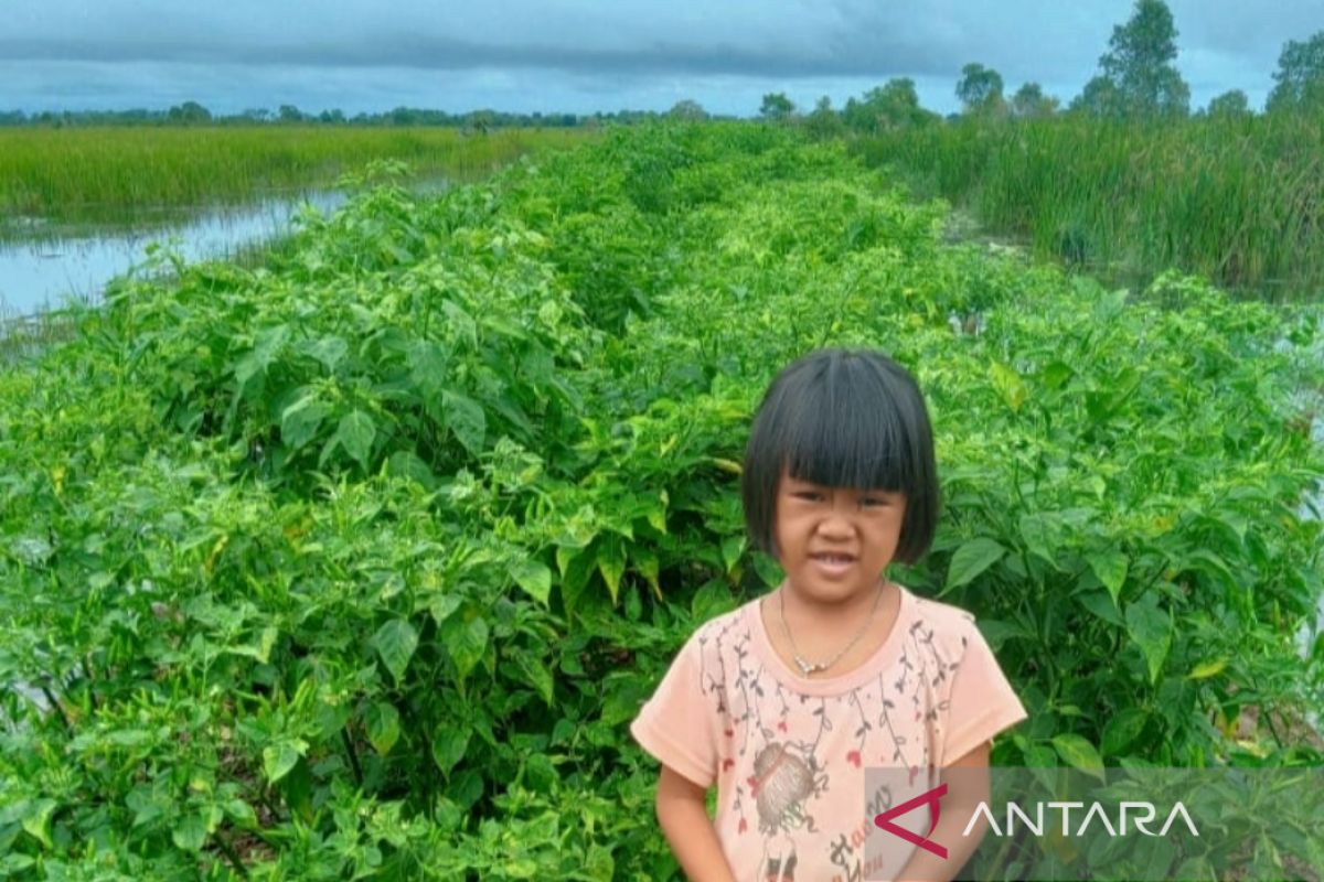 Kenaikan harga untungkan petani cabai rawit hiyung