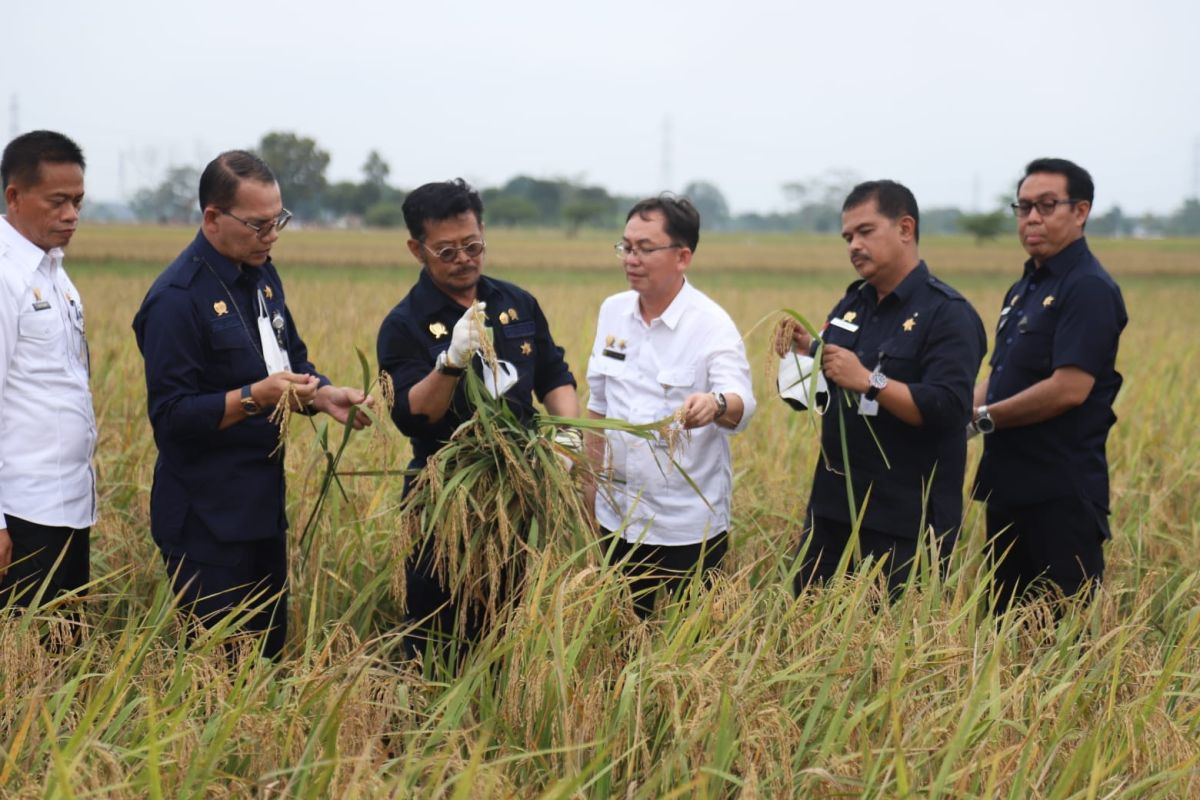 Mentan dorong varietas unggul tingkatkan produksi beras nasional