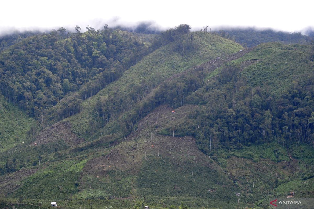 WRI: Pemerintah mesti agresif melakukan penghijauan hutan di Indonesia