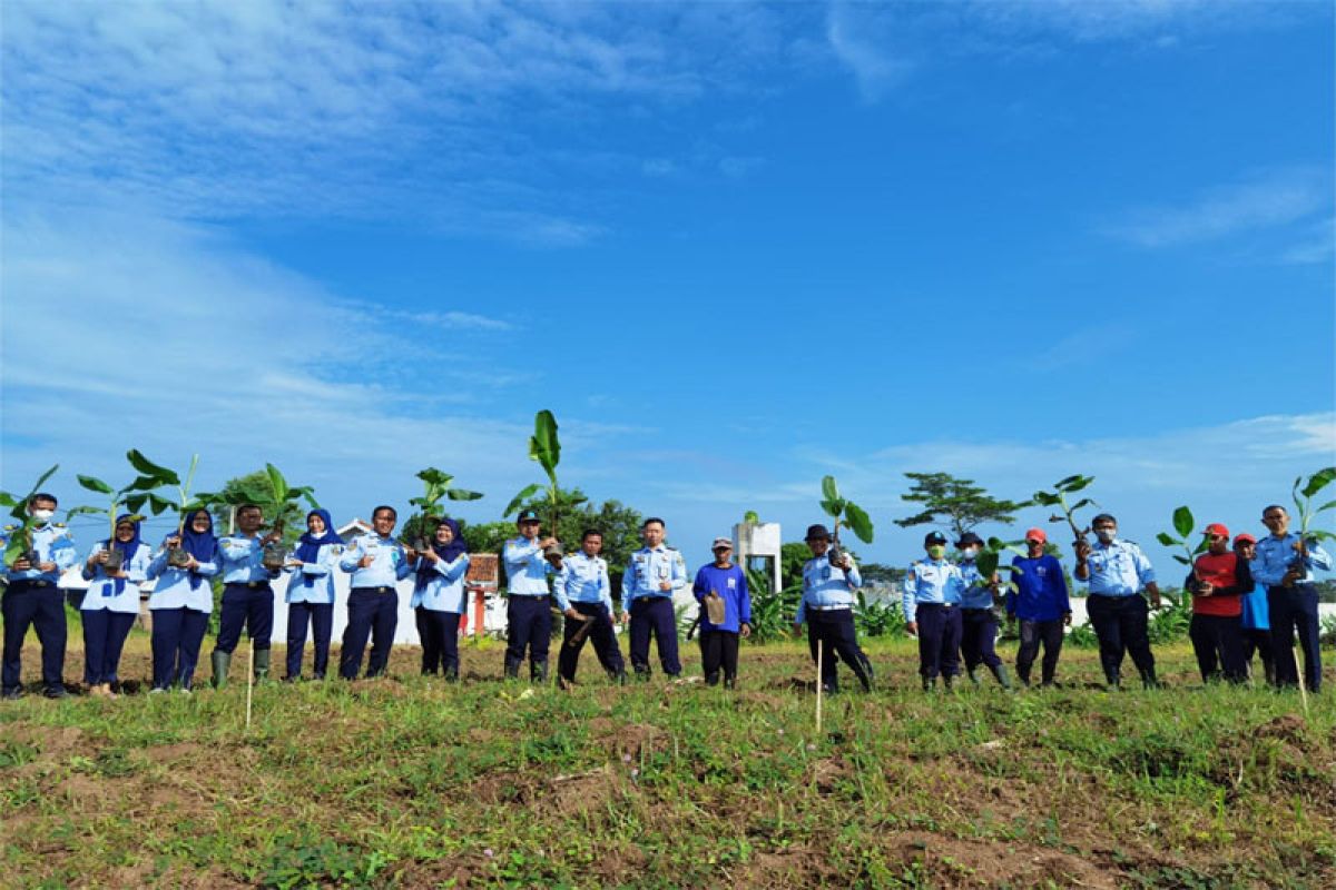 Sebanyak 1.000 bibit Pisang Cavendish ditanam di Lapas Slawi