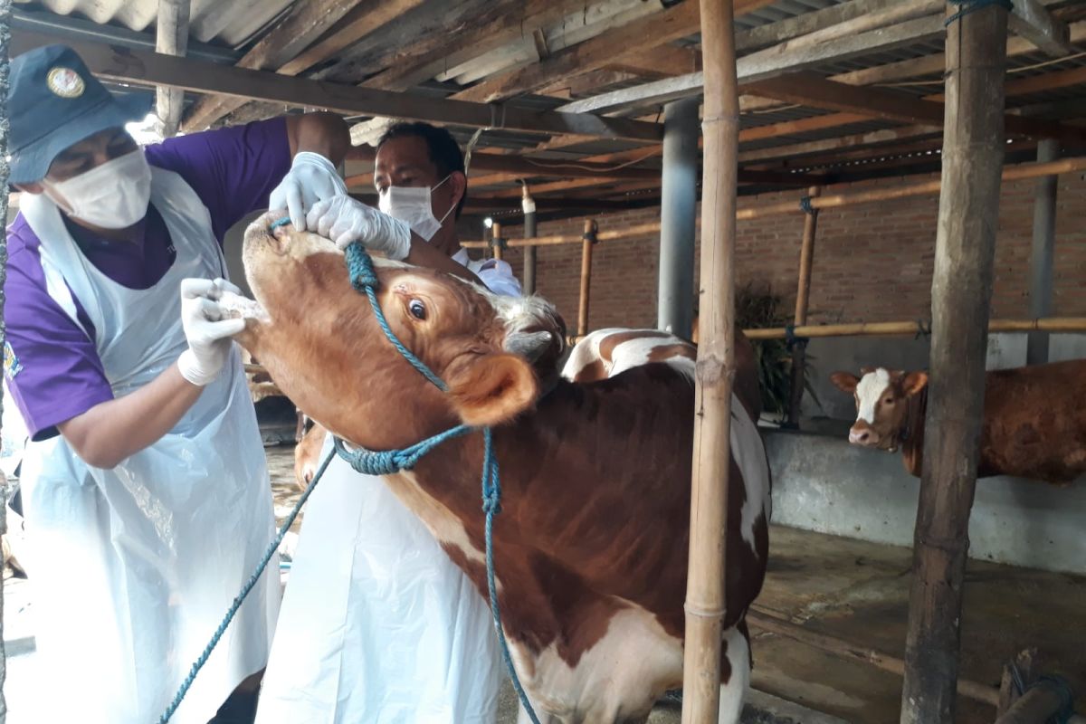 Pemkot Kediri intensifkan vaksinasi ternak untuk cegah PMK
