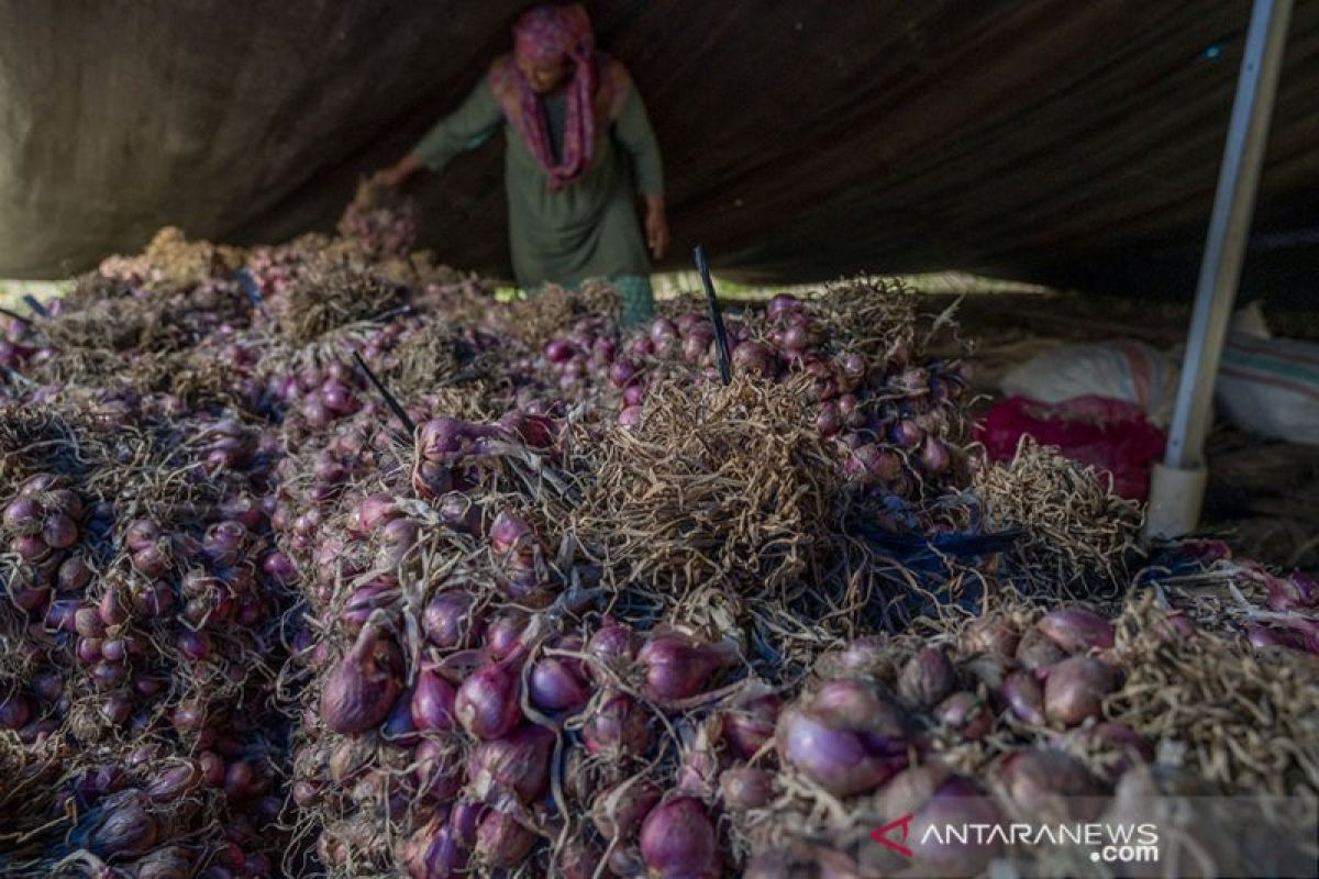 Sulteng pertahankan produksi bawang merah  sebagai komoditas ekspor