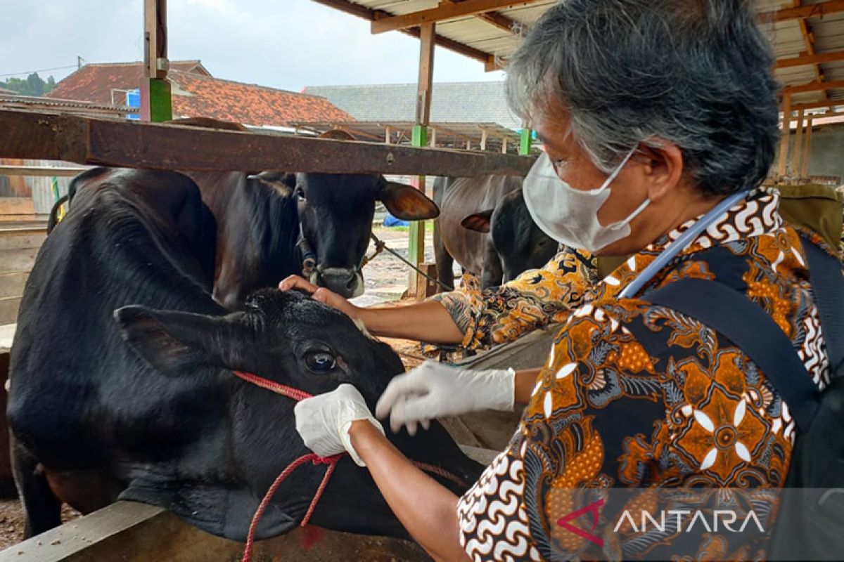 Pemkot Bandarlampung sebut vaksin PMK tidak untuk lapak hewan kurban
