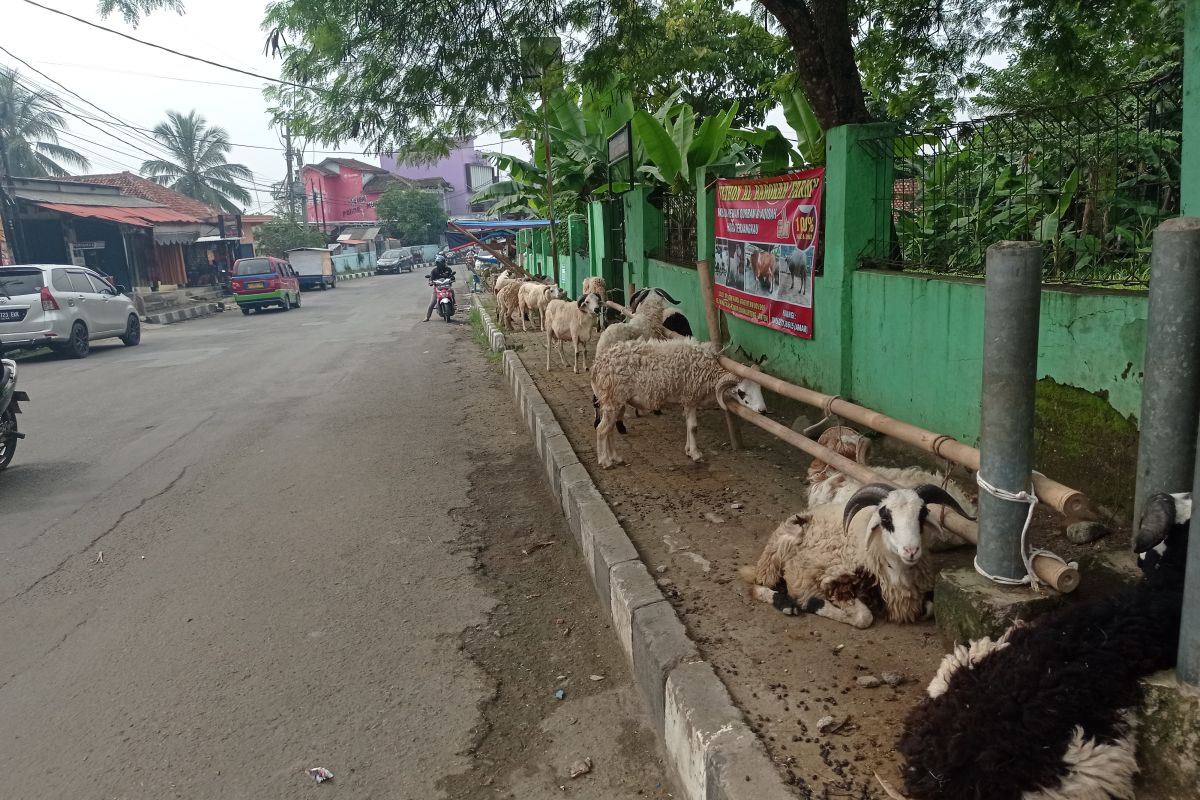 dua pekan jelang Idul Adha, permintaan hewan kurban di Lebak  sepi