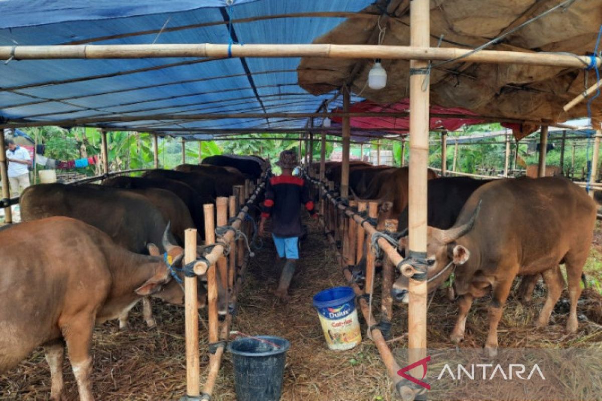 Pemkot Depok keluarkan SE kegiatan kurban harus perhatikan prokes