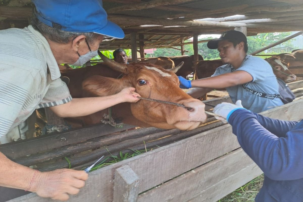 Dinas Pertanian Palangka Raya targetkan vaksinasi PMK 500 sapi selesai Rabu