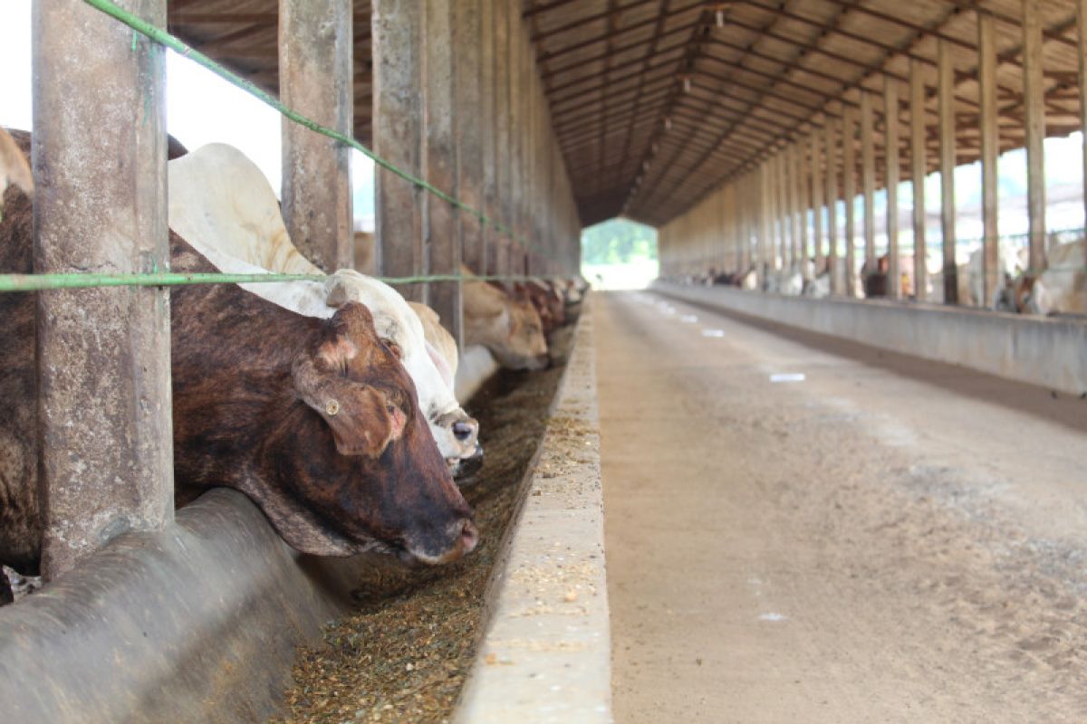 Asosiasi peternak sapi Lampung: Kompensasi Rp10 juta sangat membantu peternak