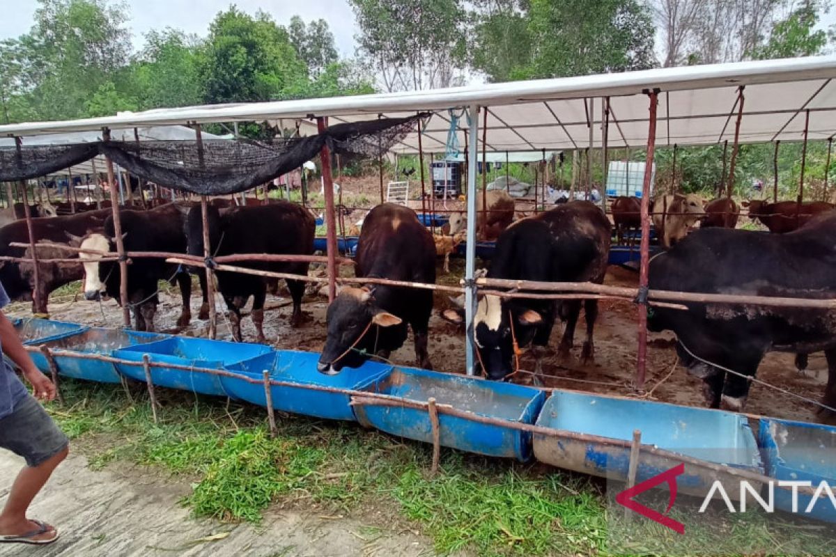 Batam butuh 2.000 sapi guna mencukupi pasokan jelang Idul Adha