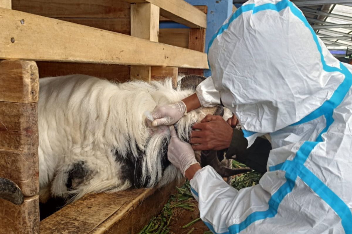 Kementan sudah vaksin Anti PMK ke 58.275 hewan ternak