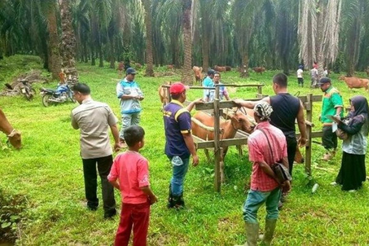 Jelang Idul Adha Disbunak Paser pantau tempat penjualan hewan ternak