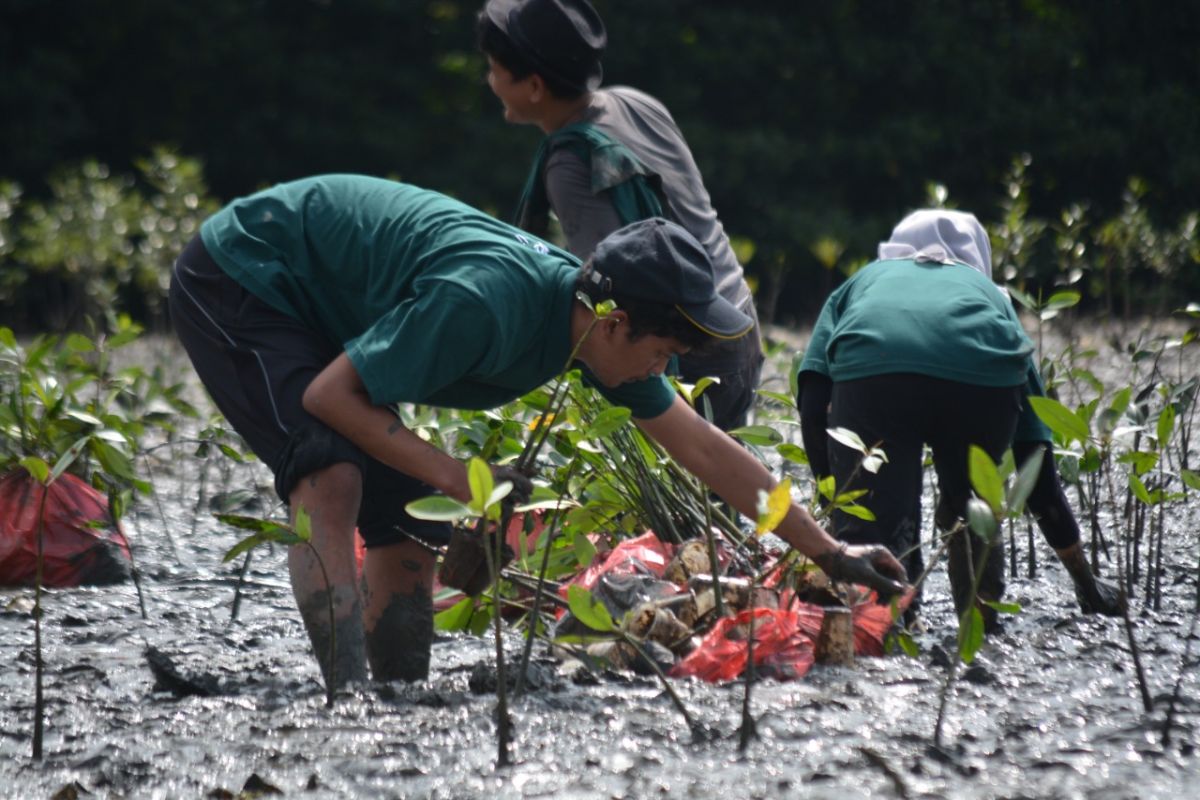 Dukung pelestarian kawasan pantai, PLN tanam 4.000 mangrove dan bangun fasilitas ekowisata