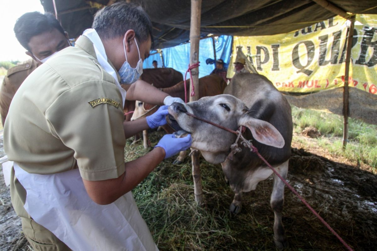 Pemkab Sidoarjo periksa kesehatan hewan kurban