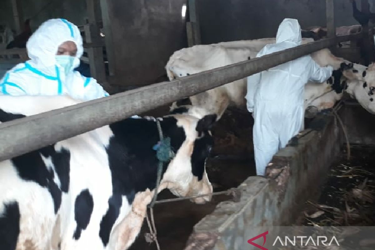 1.598 ekor sapi di Deliserdang terinfeksi PMK, empat ekor mati