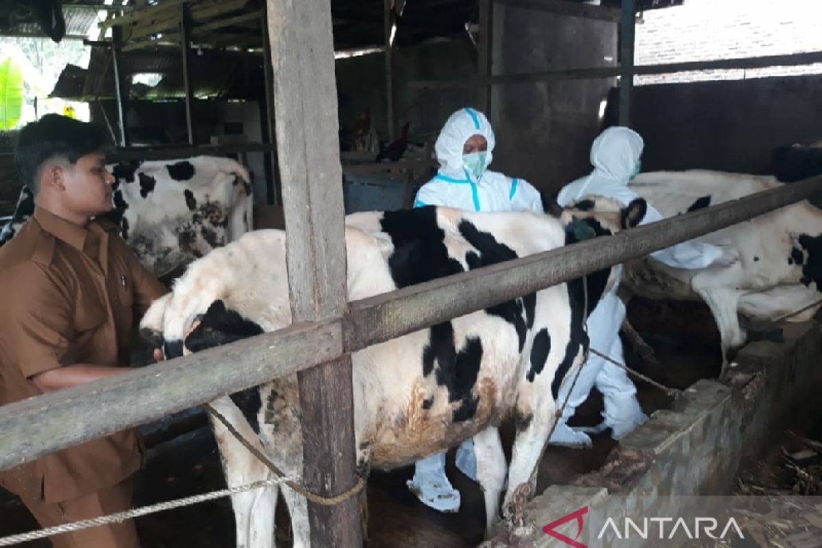 Ratusan vaksin asal Prancis disuntikkan ke sapi yang belum terjangkit PMK di Deliserdang