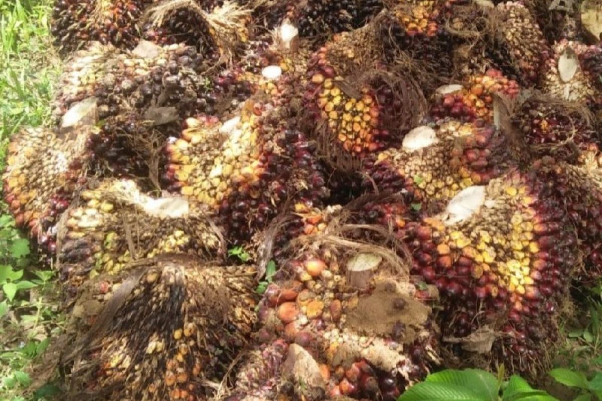 Harga TBS tingkat petani sawit di Palas terus merosot, tertinggi Rp 1.070 /Kg