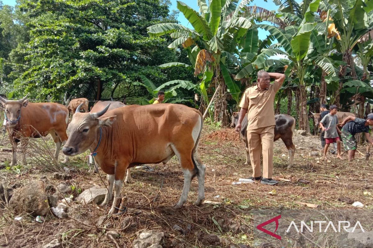 Dinas Pertanian Maluku kerahkan petugas periksa kesehatan hewan kurban