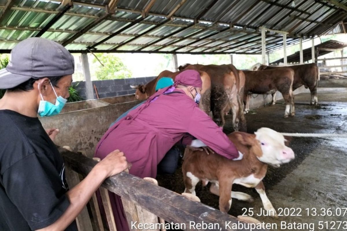 Hewan ternak sehat jadi sasaran vaksinasi PMK di Batang